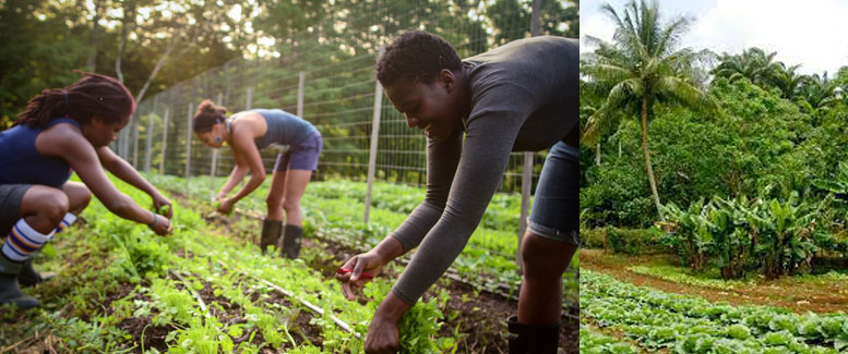 agriculture-challenge-1.jpg